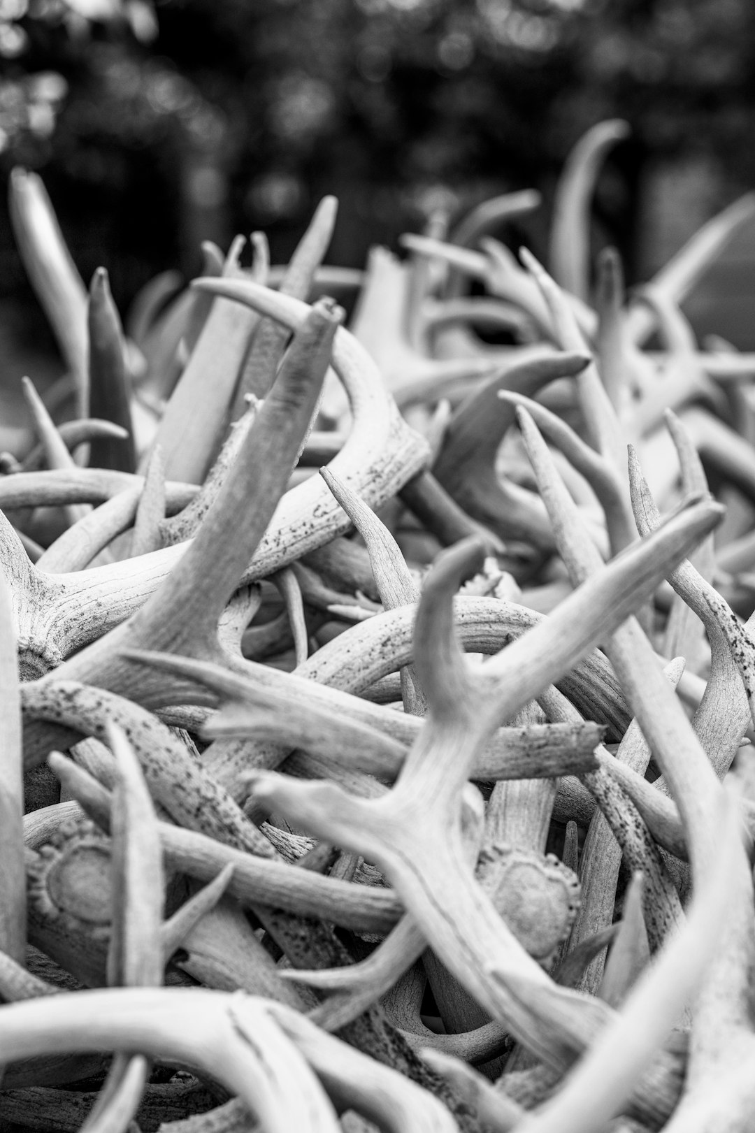 sheds