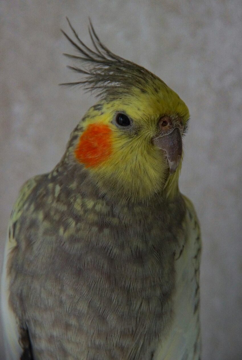 tobin-640x480-4054807.jpeg