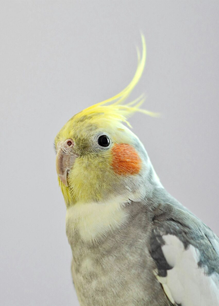 tobin-640x480-78969925.jpeg