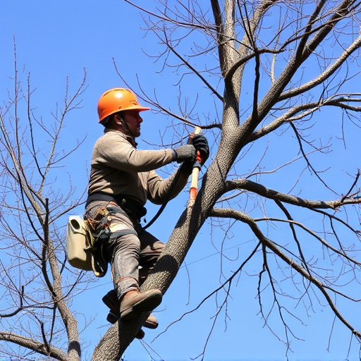 tree-pruner-640x480-26384983.jpeg