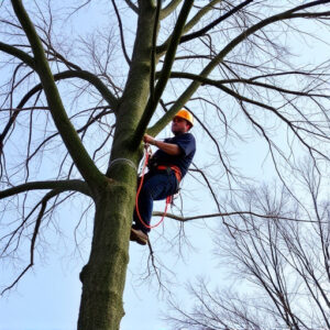 tree-pruner-640x480-62247710.jpeg