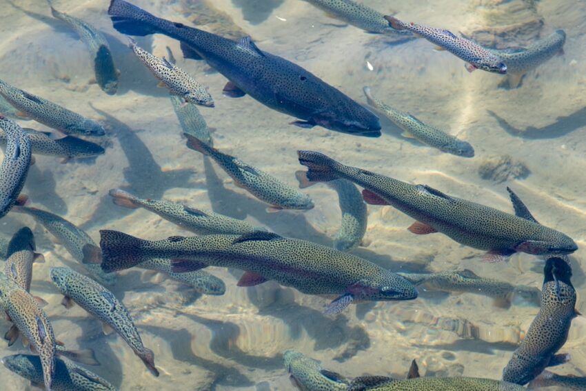 trout-640x480-10166622.jpeg