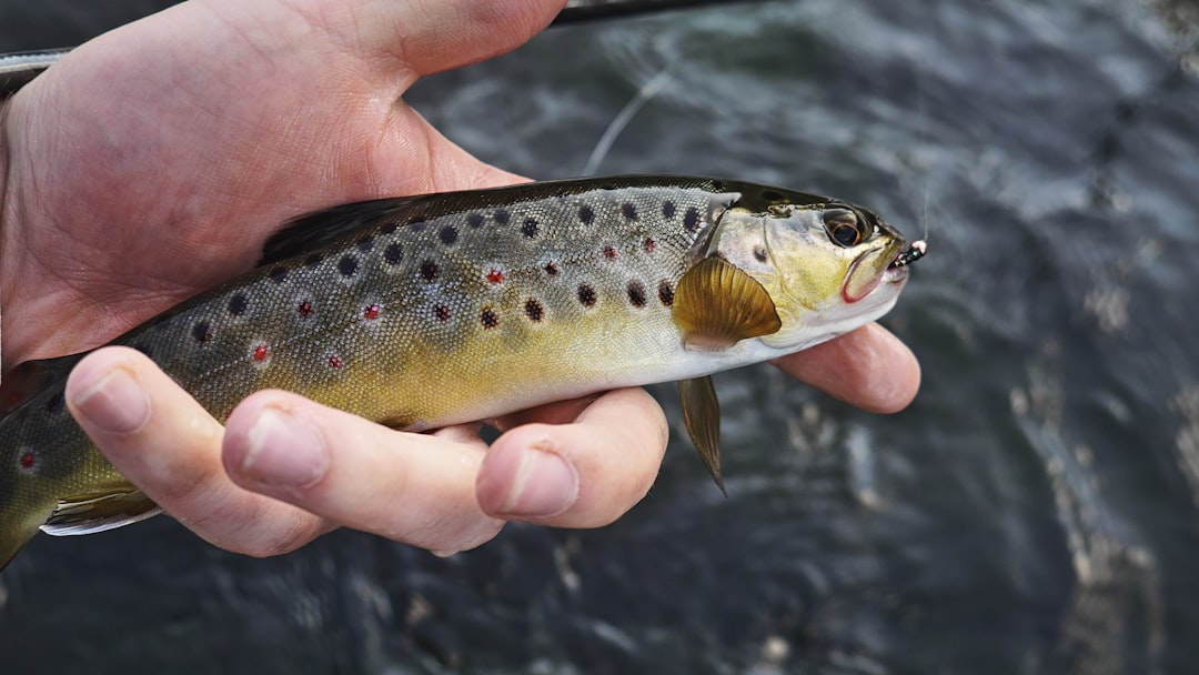Trout