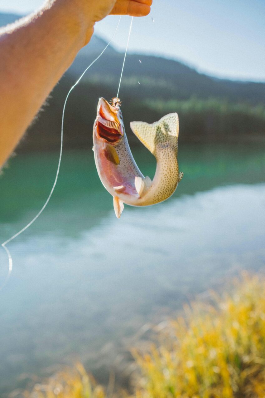 trout-640x480-87483693.jpeg