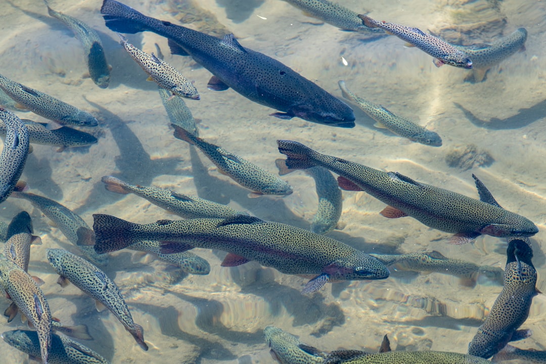 Trout