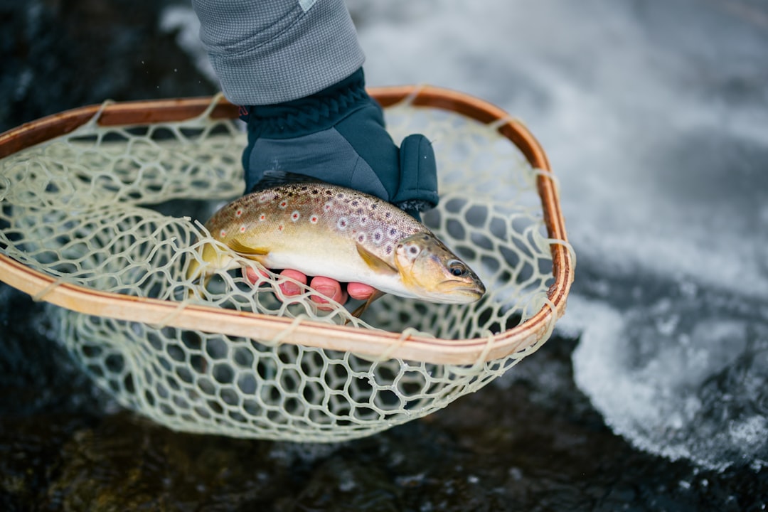 trout-640x480-98021689.jpeg