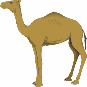 npressfetimg-1105.png