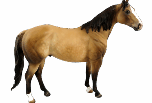 npressfetimg-169.png