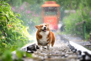 npressfetimg-266.png