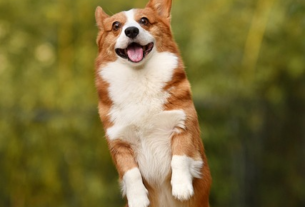 npressfetimg-288.png