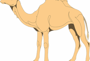 npressfetimg-995.png