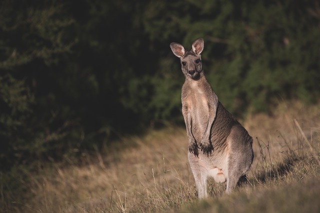 business australia