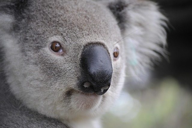 business australia