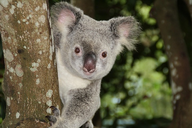 business australia