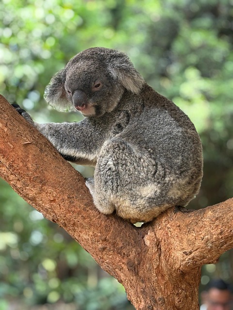 Camping in Australia