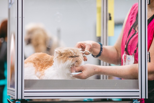 canine grooming specialists