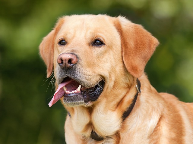 canine grooming specialists