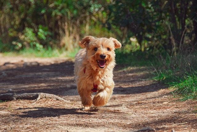 canine grooming specialists