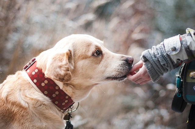 canine grooming specialists