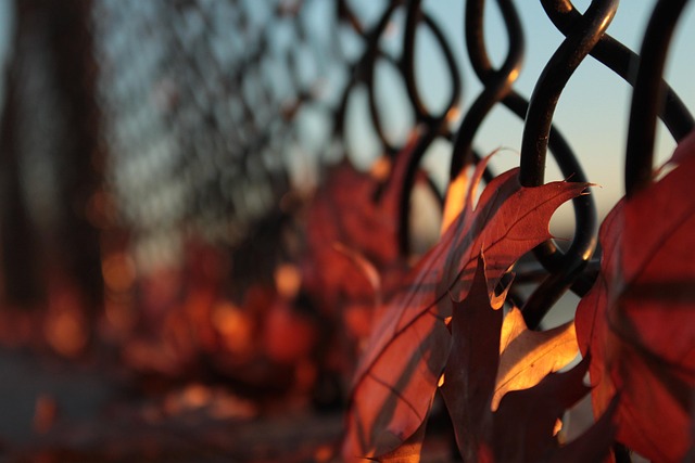 colorbond fencing