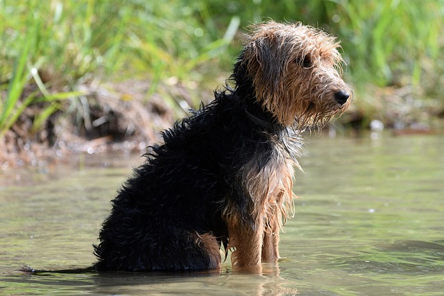dog bathing