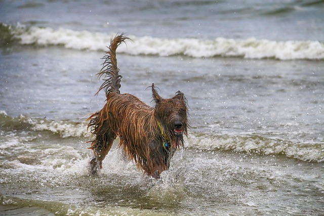 dog bathing