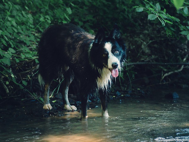 dog bathing