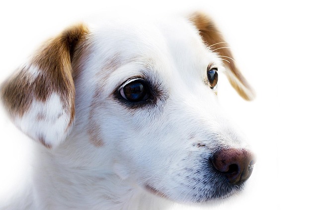 dog care