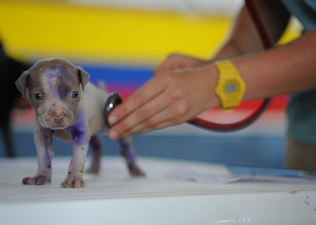 dog care