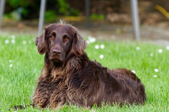 dog care