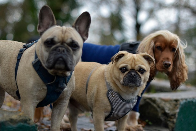 dog care