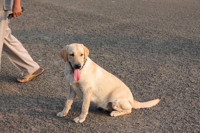 dog care