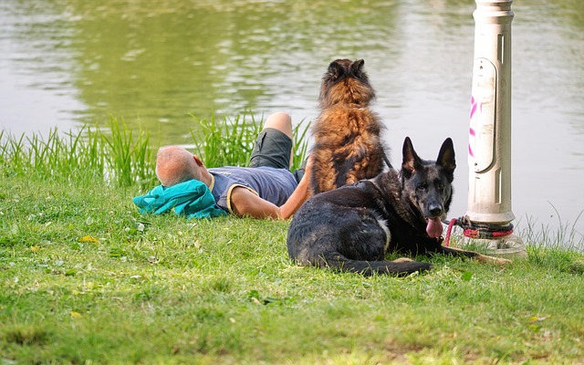 dog care