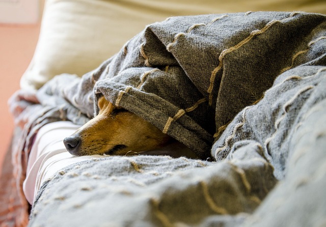 dog care
