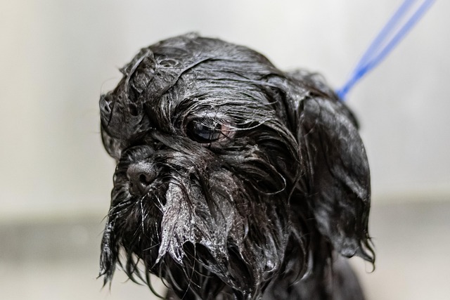 dog care