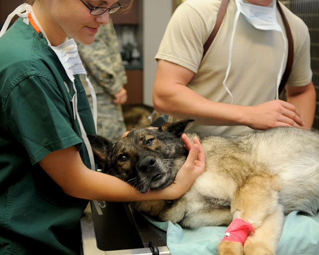 dog care