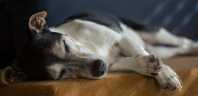 dog caring