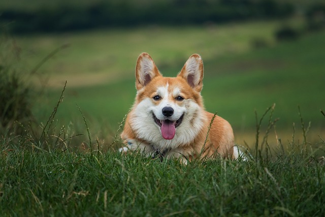 dog caring