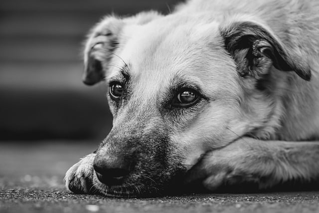 dog caring
