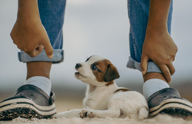 dog caring
