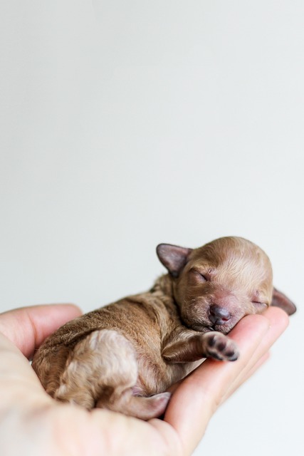 dog caring