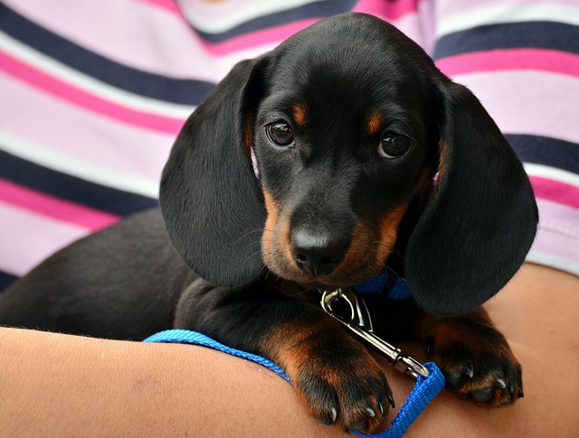 dog caring