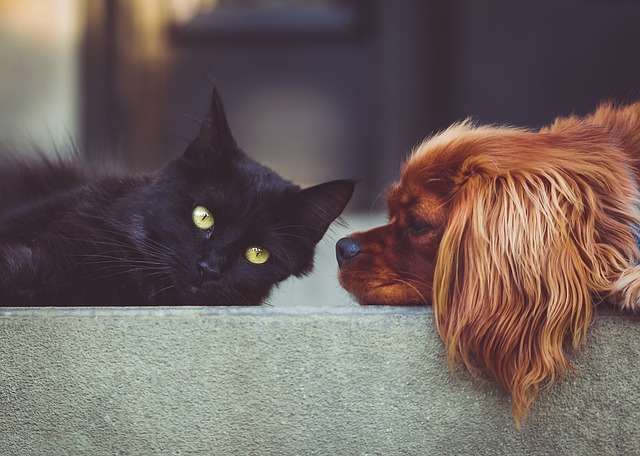 dog caring