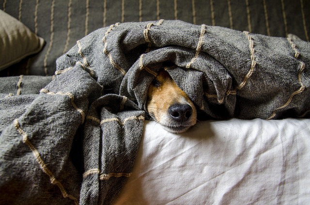 dog groom