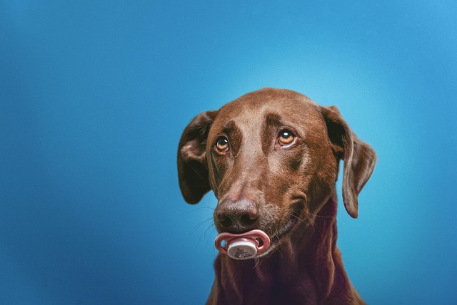 dog groomer