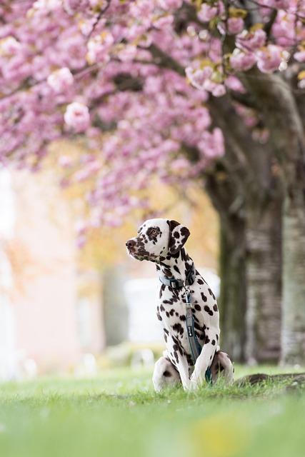 dog groomer