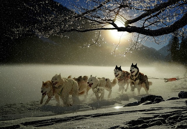 dog groomer