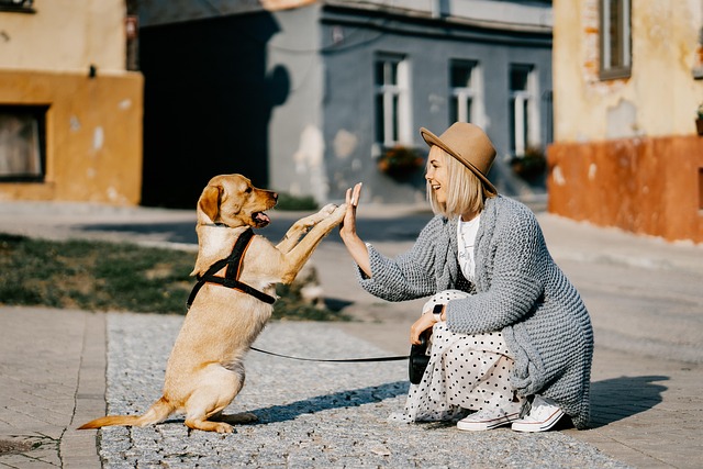 dog groomer