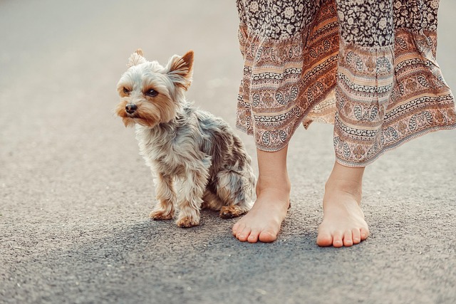dog groomers