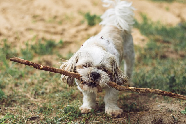 dog groomers